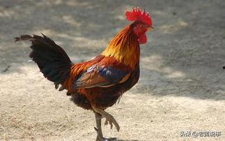 公鸡原神爆料视频大全,揭秘公鸡角色爆料视频全解析